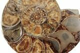 Honey-Orange Ammonite (Argonauticeras) - Befandriana, Madagascar #192187-4